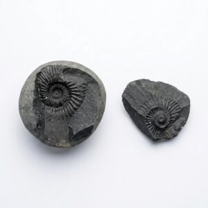 Shaligram